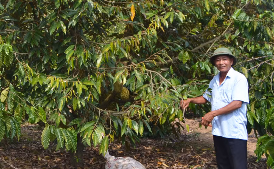 Sầu riêng trồng xen trong vườn cà phê của gia đình ông Lơ, xã Rờ Kơi, huyện Sa Thầy, tỉnh Kon Tum.