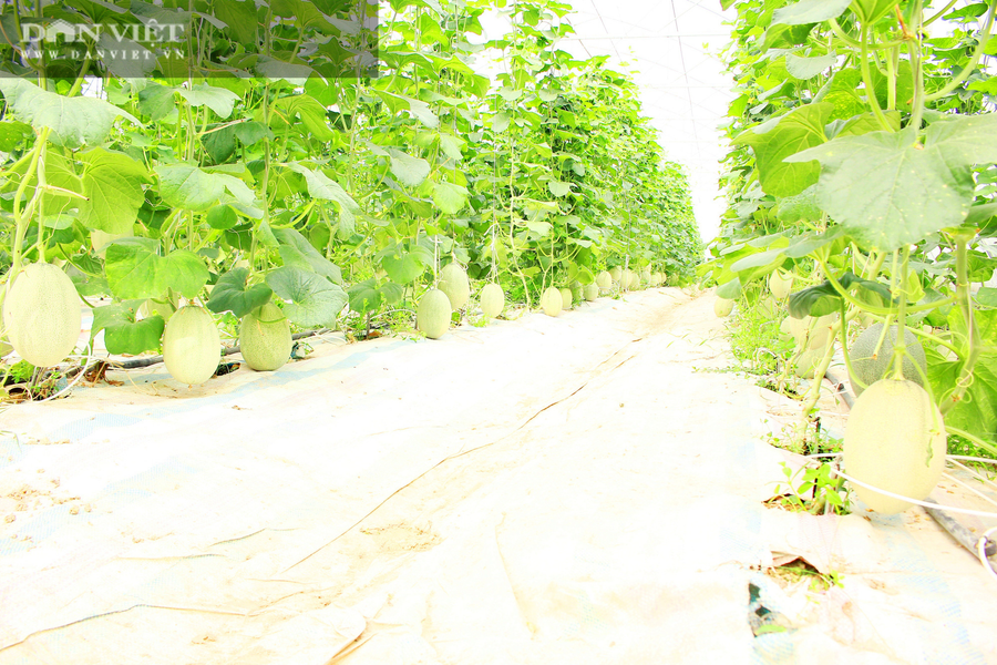Vườn dưa lưới mướt màu xanh, trĩu quả. Ảnh; PV