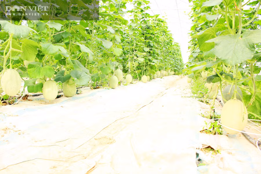 Vườn dưa lưới mướt màu xanh, trĩu quả. Ảnh; PV