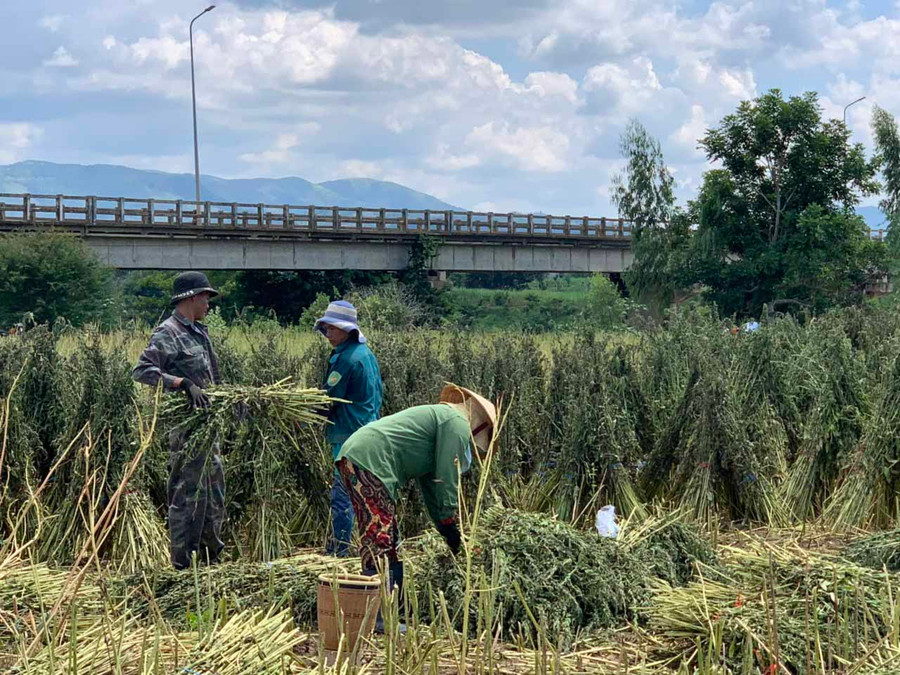 Sau khi thu hoạch, mè được phơi khô rồi đập lấy hạt. Ảnh: Nguyên Hương 