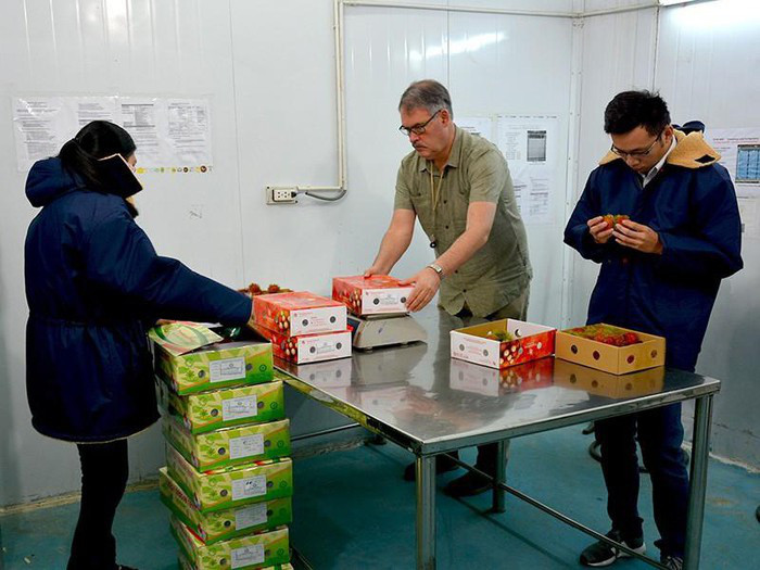 Bộ Nông nghiệp Mỹ đã đồng ý đặc cách cử chuyên gia sang Việt Nam giám sát xử lý trái cây xuất khẩu. (ảnh minh họa). Bộ Nông nghiệp Mỹ đã đồng ý đặc cách cử chuyên gia sang Việt Nam giám sát xử lý trái cây xuất khẩu. (ảnh minh họa).