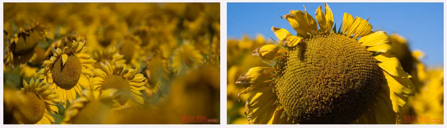 Những ngày này, Nga đã bắt đầu thu hoạch hướng dương. Giá khởi điểm cho vụ mùa mới dự kiến ở mức 20 nghìn - 22 nghìn rúp/tấn (tương đương 267 USD - 294 USD/tấn).