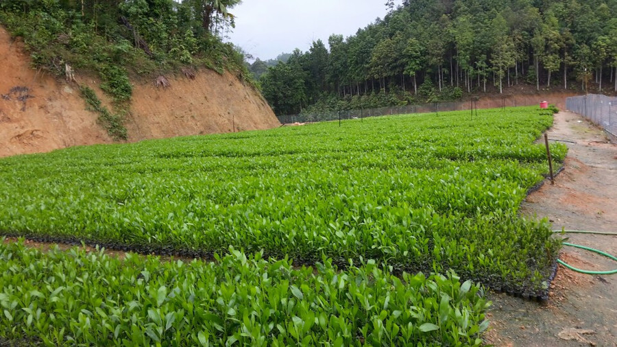 Ảnh minh họa Ảnh minh họa