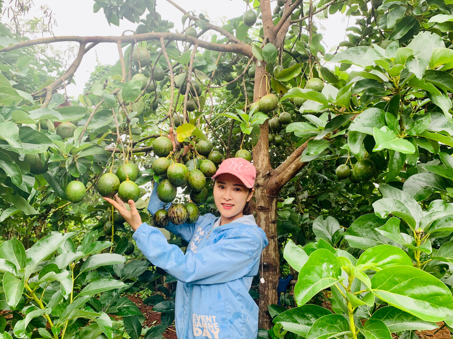 Trái bơ ở Chư Pưh rất được khách hàng tại TP. Đà Nẵng ưa chuộng. Ảnh: Ngọc Thu 