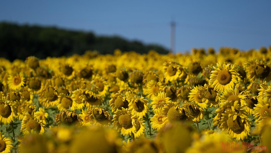 Hướng dương được trồng phổ biến tại Nga, do mang lại nhiều giá trị kinh tế. Ngoài để lấy hạt, ép dầu và sản xuất thức ăn cho gia súc, hướng dương cũng là loại cây cần thiết để sản xuất mật ong.