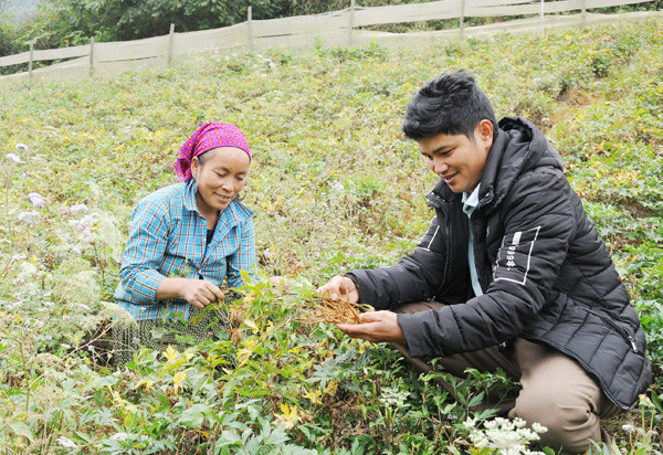 Nhiều hộ gia đình ở Si Ma Cai đã thành tỷ phú nhờ trồng tam thất. Ảnh báo Lào Cai.