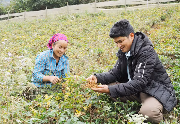 Nhiều hộ gia đình ở Si Ma Cai đã thành tỷ phú nhờ trồng tam thất. Ảnh báo Lào Cai.
