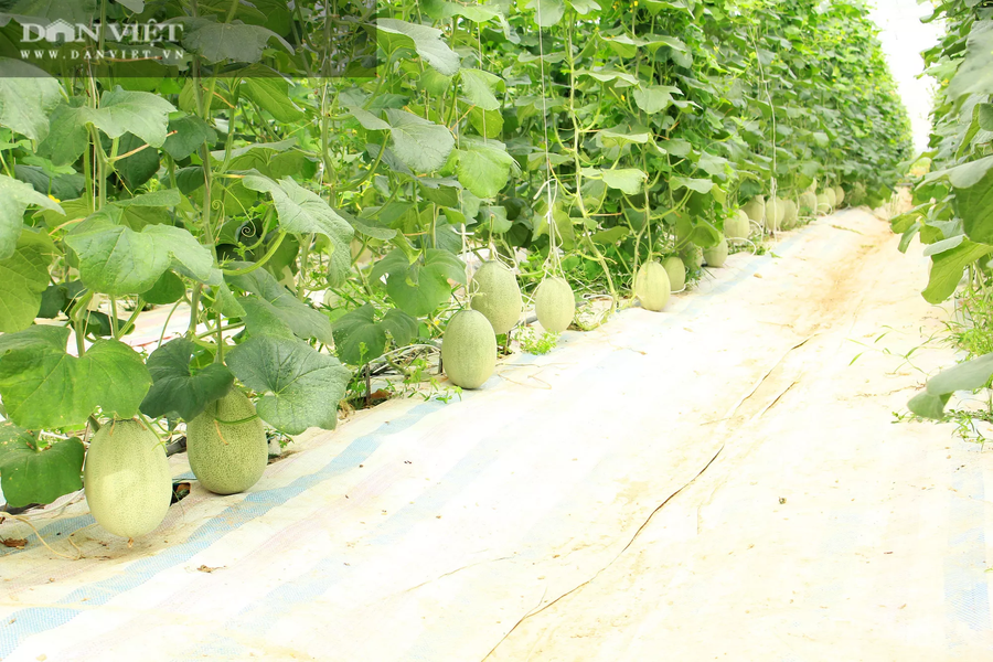Giống dưa lưới Ab Sweet Gold được anh Hiếu áp dụng trồng phát triển tốt, trĩu quả. Ảnh: PV