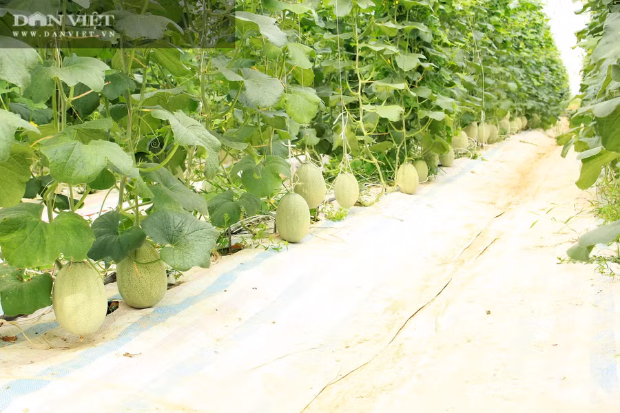 Giống dưa lưới Ab Sweet Gold được anh Hiếu áp dụng trồng phát triển tốt, trĩu quả. Ảnh: PV