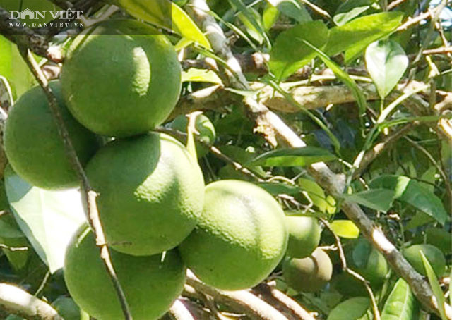 Trái hường. Trái hường.