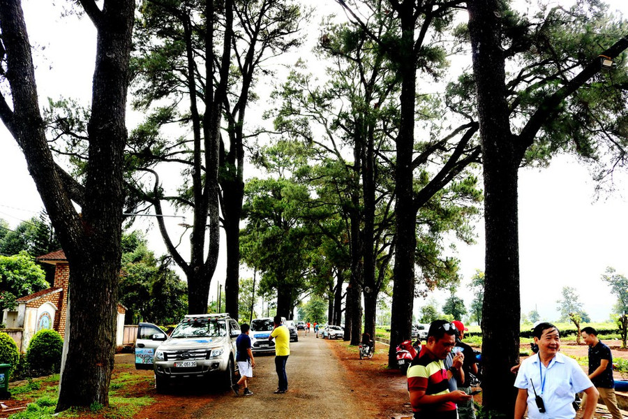  Hàng thông trăm tuổi ở Pleiku - Ảnh: Khuê Việt Trường