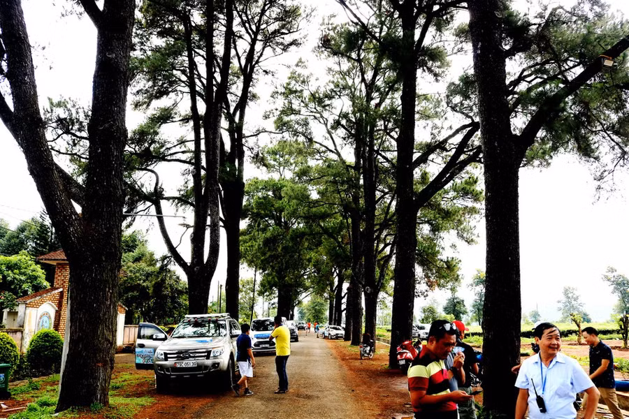  Hàng thông trăm tuổi ở Pleiku - Ảnh: Khuê Việt Trường