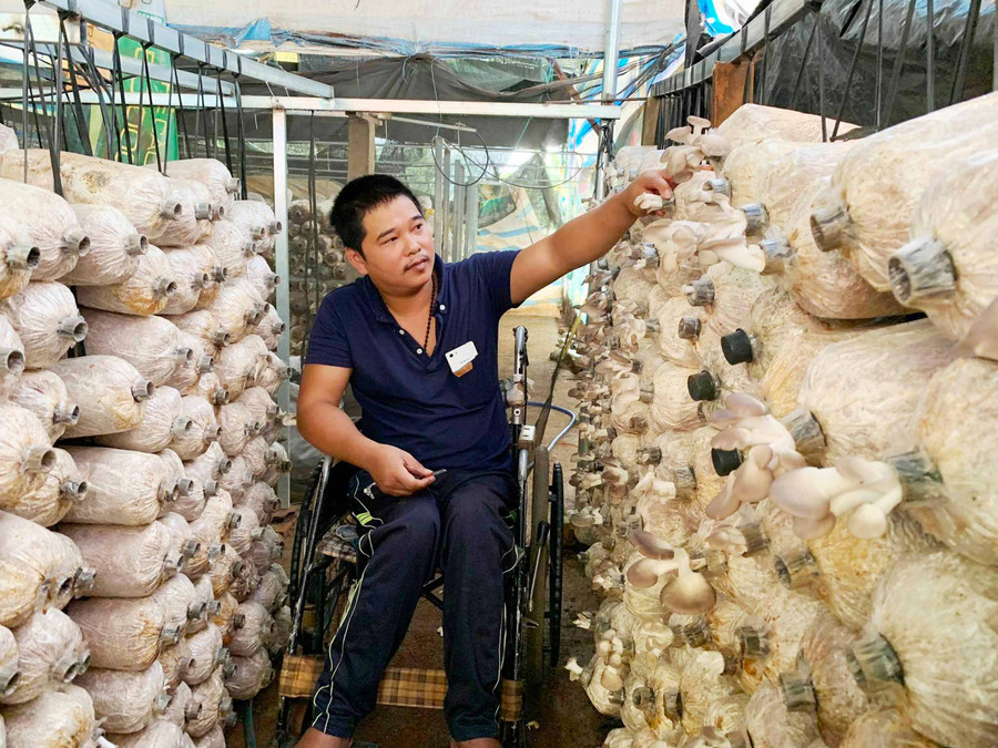 Nhờ trồng nấm, gia đình ông Phạm Ngọc Thịnh (tổ 4, thị trấn Chư Sê) có nguồn thu nhập ổn định. Ảnh: N.H