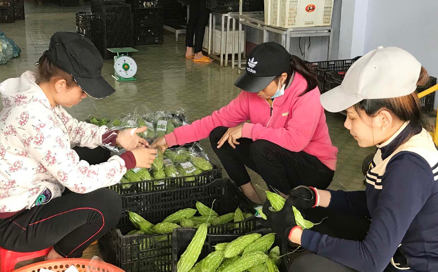 Sơ chế khổ qua tại Công ty TNHH một thành viên Hương Đất An Phú. Ảnh: Nguyễn Diệp