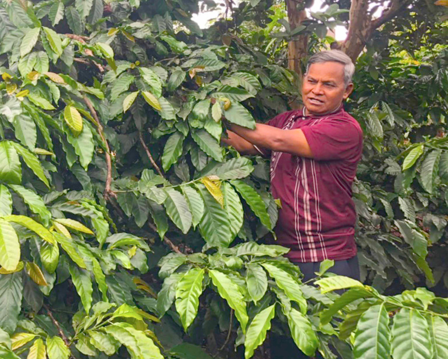 Ông AYim (xã Glar, huyện Đak Đoa) chăm sóc vườn cà phê của gia đình. Ảnh: Anh Huy 