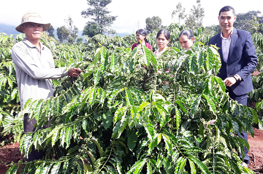  Ông Rơ Châm Hyur (bìa trái; làng Kép 1, xã Ia Mơ Nông, huyện Chư Pah) vay vốn trồng cà phê, vươn lên thoát nghèo. Ảnh: H.P