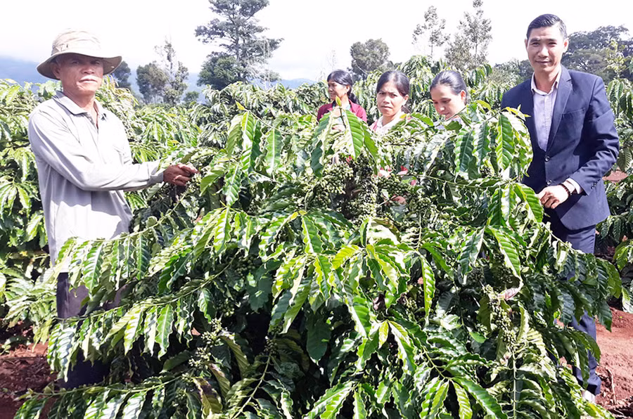  Ông Rơ Châm Hyur (bìa trái; làng Kép 1, xã Ia Mơ Nông, huyện Chư Pah) vay vốn trồng cà phê, vươn lên thoát nghèo. Ảnh: H.P