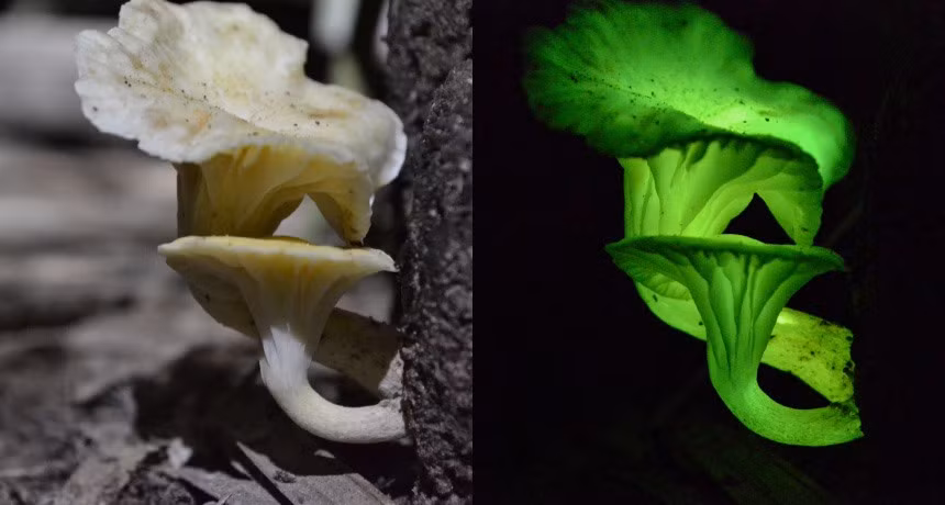 Hình ảnh cây nấm Neonothopanus gardenneri. Ảnh: Science News