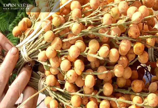 Sau khi hái về, trái nẻ được cột từng chùm nhỏ để bán.  Sau khi hái về, trái nẻ được cột từng chùm nhỏ để bán.