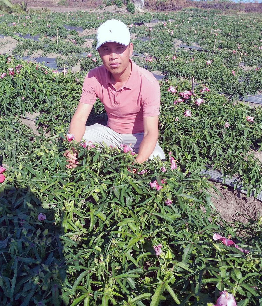  Vườn sâm Bố Chính của gia đình ông Vũ Đức Sắp (làng Dư, huyện Chư Pưh). Ảnh: P.N