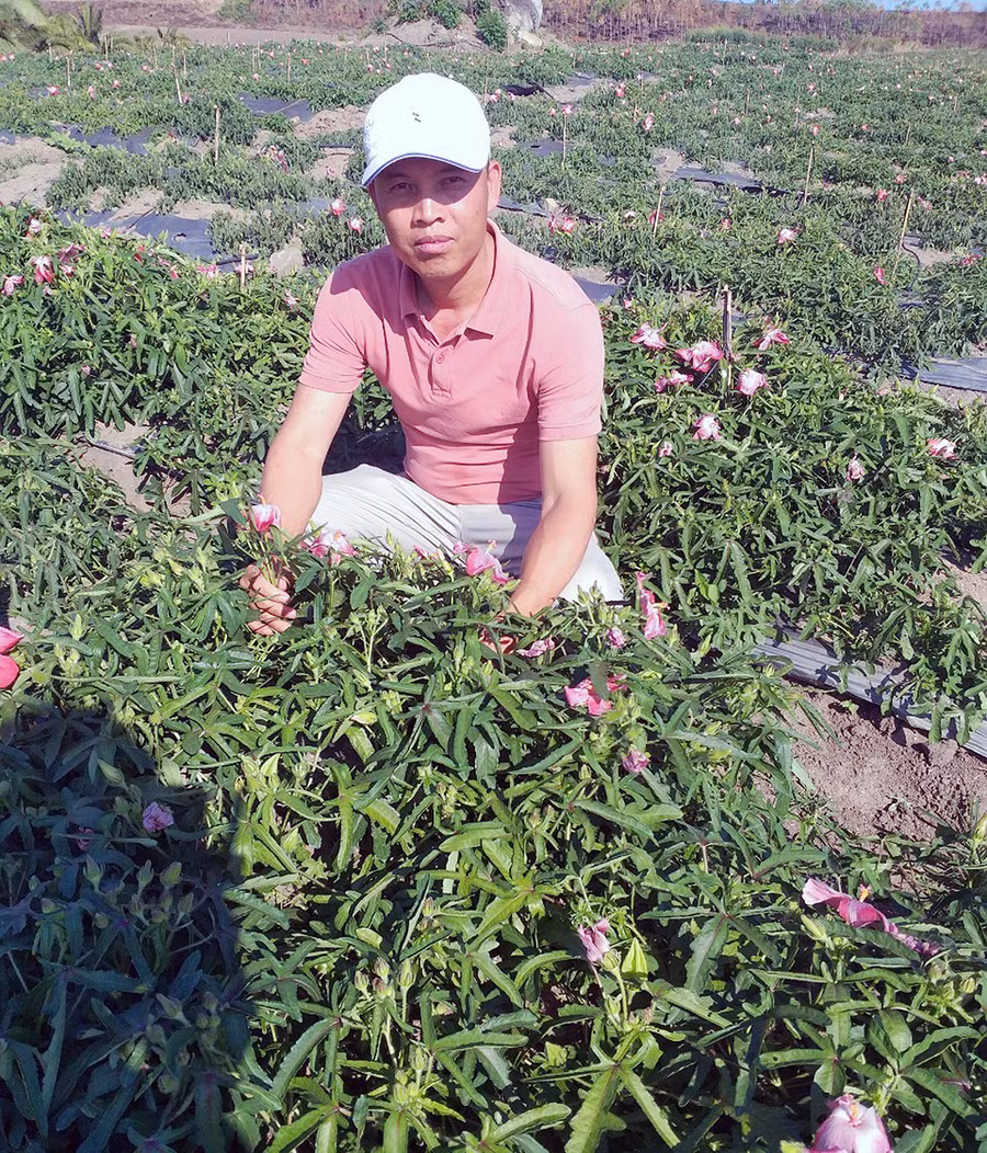  Vườn sâm Bố Chính của gia đình ông Vũ Đức Sắp (làng Dư, huyện Chư Pưh). Ảnh: P.N