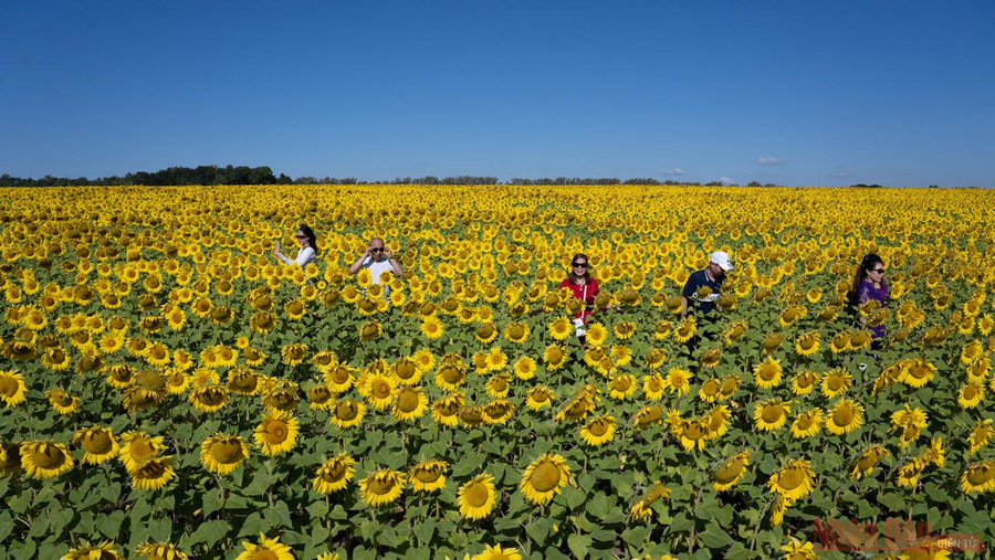 Theo tác giả Doroshenko Alexander, người chuyên về nuôi ong, quê hương của loài hoa hướng dương là Bắc Mỹ. Các cuộc khai quật khảo cổ xác nhận, thổ dân châu Mỹ đã trồng hướng dương từ hơn 2000 năm trước. Họ chế biến thức ăn từ hạt hướng dương phục vụ cho những chuyến đi bộ đường dài và săn bắn. Ngoài ra, mực in để xăm hình và nhuộm vải cũng được pha chế từ cánh và phấn của hoa hướng dương. Dầu loài hoa này cũng được dùng để làm mượt tóc. Và đặc biệt, các ngôi làng được trang trí bằng các chùm hoa hướng dương, như một biểu tượng của Mặt trời.