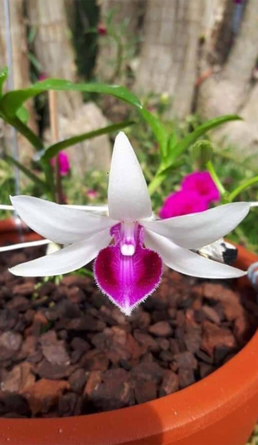 Theo các chuyên gia, thị trường lan đột biến đang trong giai đoạn “bong bóng” nên có thể vỡ bất cứ lúc nào. (ảnh: internet) Theo các chuyên gia, thị trường lan đột biến đang trong giai đoạn “bong bóng” nên có thể vỡ bất cứ lúc nào. (ảnh: internet)