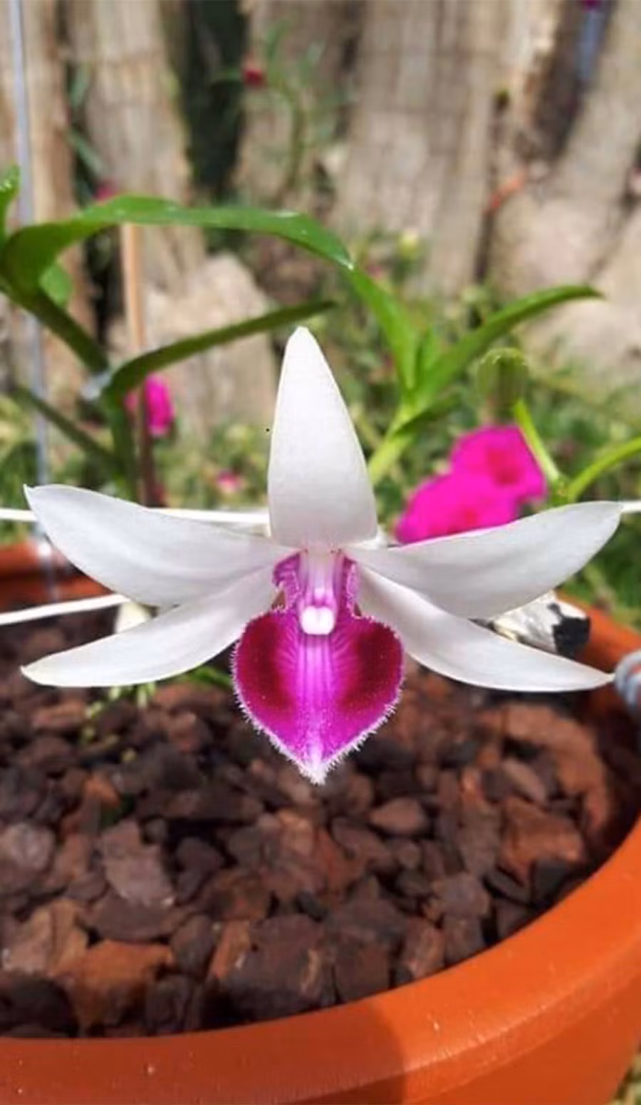 Theo các chuyên gia, thị trường lan đột biến đang trong giai đoạn “bong bóng” nên có thể vỡ bất cứ lúc nào. (ảnh: internet) Theo các chuyên gia, thị trường lan đột biến đang trong giai đoạn “bong bóng” nên có thể vỡ bất cứ lúc nào. (ảnh: internet)