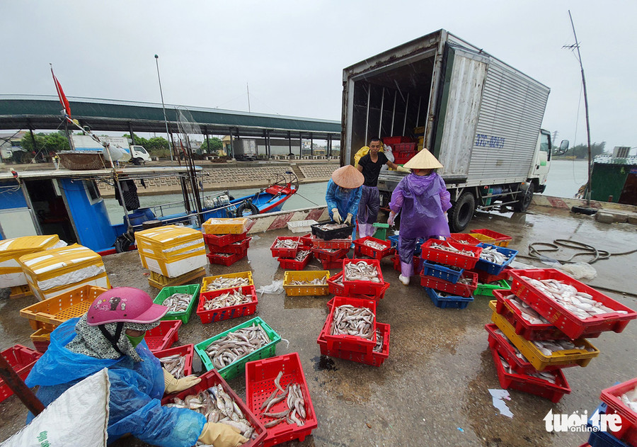 Thương lái đánh ôtô ra tận cảng cá thu mua cá cho bà con ngư dân - Ảnh: DOÃN HÒA