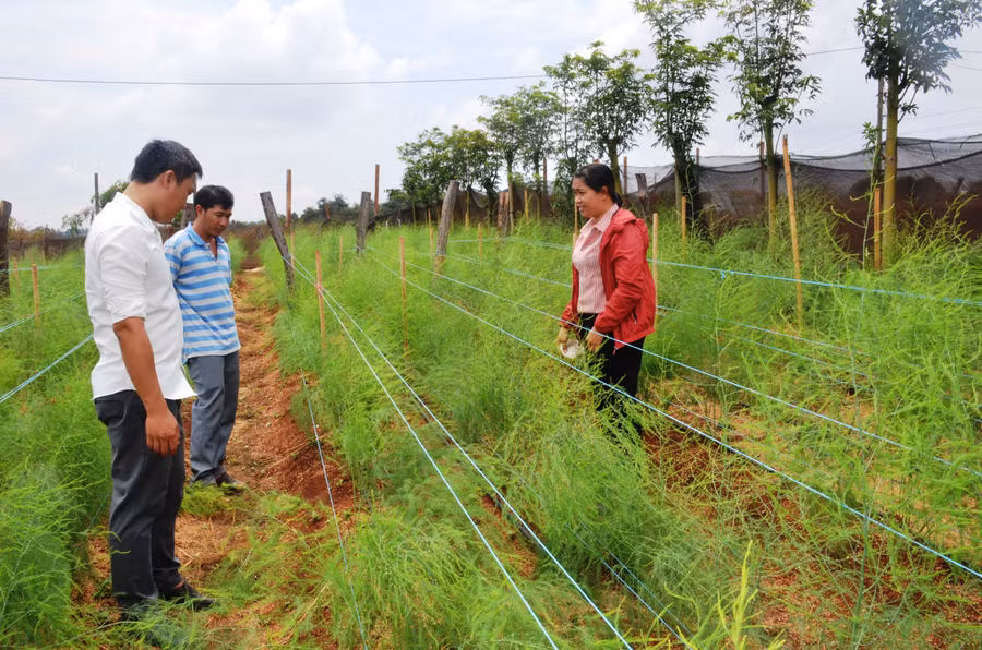 Mô hình trông măng tây theo hướng hữu cơ của HTX Nông nghiệp hữu cơ Chư Prông. Ảnh: Vĩnh Hoàng