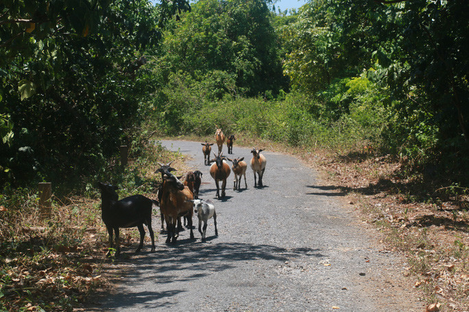 Đến Cồn Cỏ, nhớ Trường Sa ảnh 3