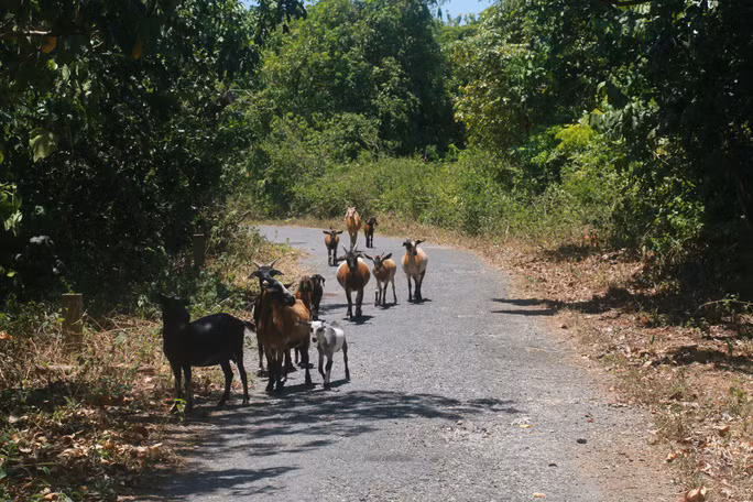 Đến Cồn Cỏ, nhớ Trường Sa ảnh 3