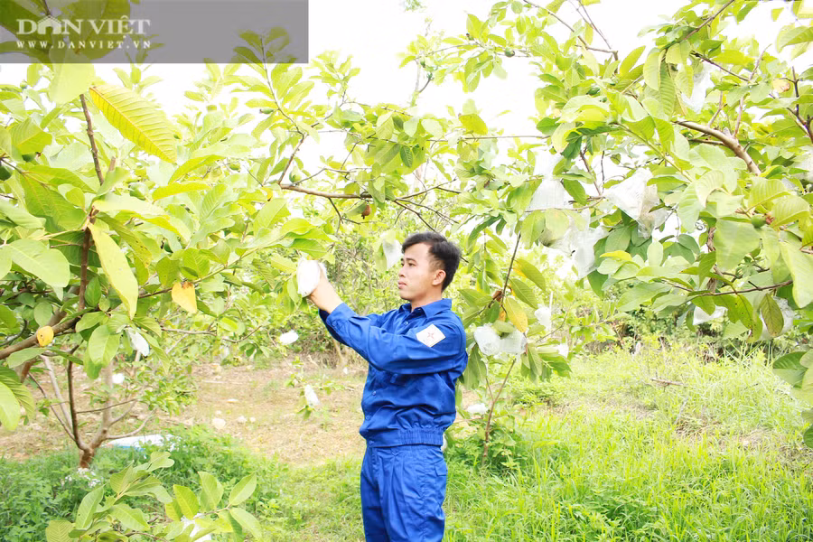 Vườn na của anh Hiếu cũng đã cho quả. Ảnh; PV