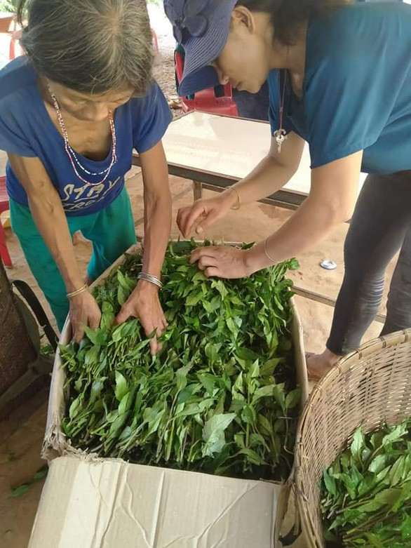 Rau lủi rừng được bà con hái, đóng gói cẩn thận đợi xe chuyển về Đà Nẵng hỗ trợ những bếp ăn chống dịch - Ảnh: TRẦN NGUYỄN VỸ