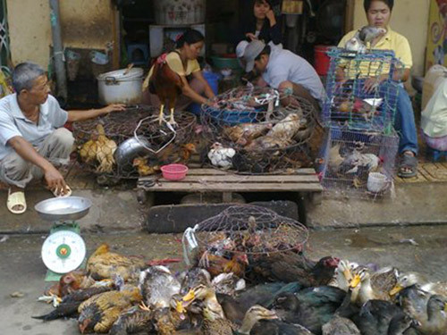 Dịch cúm gia cầm có nguy cơ phát sinh, lây lan. Để phòng chống dịch, người dân cần tiêm phòng dịch, kiểm soát, giám sát các nguồn gia súc, gia cầm… Ảnh minh họa. Dịch cúm gia cầm có nguy cơ phát sinh, lây lan… để phòng chống dịch, người dân cần tiêm phòng dịch, kiểm soát, giám sát các nguồn gia súc, gia cầm… Ảnh minh họa.