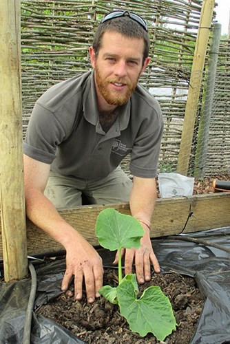 Viện Nông Nghiệp Anh Quốc đã mua lại hạt giống này trong buổi bán đấu giá hạt giống bí ngô tại Thụy Sĩ, sau đó ươm mầm và nhân rộng khắp đất nước.