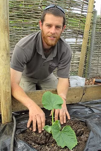 Viện Nông Nghiệp Anh Quốc đã mua lại hạt giống này trong buổi bán đấu giá hạt giống bí ngô tại Thụy Sĩ, sau đó ươm mầm và nhân rộng khắp đất nước.