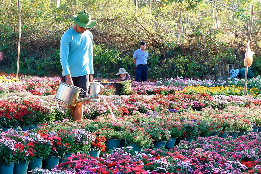  Chăm sóc hoa ở một nhà vườn tại phường Hoa Lư (TP. Pleiku).