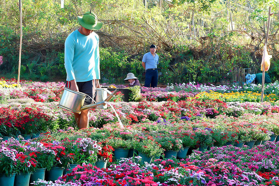  Chăm sóc hoa ở một nhà vườn tại phường Hoa Lư (TP. Pleiku).