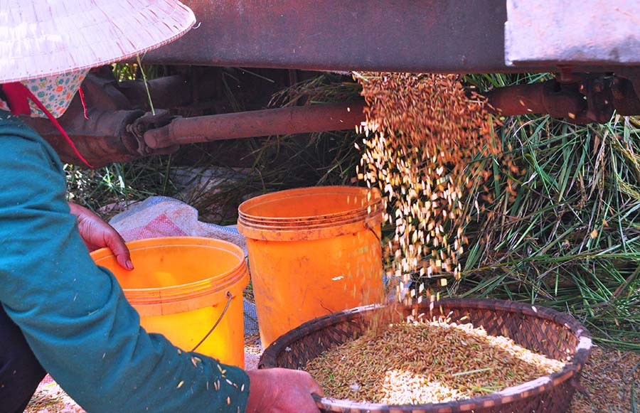 Đón những hạt lúa căng mẩy vừa được tuốt ra. Ảnh: T.D Đón những hạt lúa căng mẩy vừa được tuốt ra. Ảnh: T.D