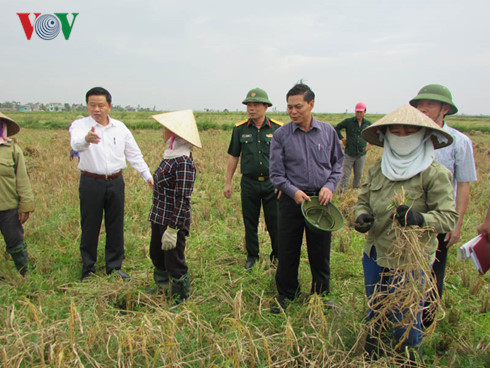Chủ tịch UBND thành phố Hải Phòng kiểm tra công tác thu hoạch lúa mùa ở huyện Tiên Lãng, Hải Phòng. Chủ tịch UBND thành phố Hải Phòng kiểm tra công tác thu hoạch lúa mùa ở huyện Tiên Lãng, Hải Phòng.