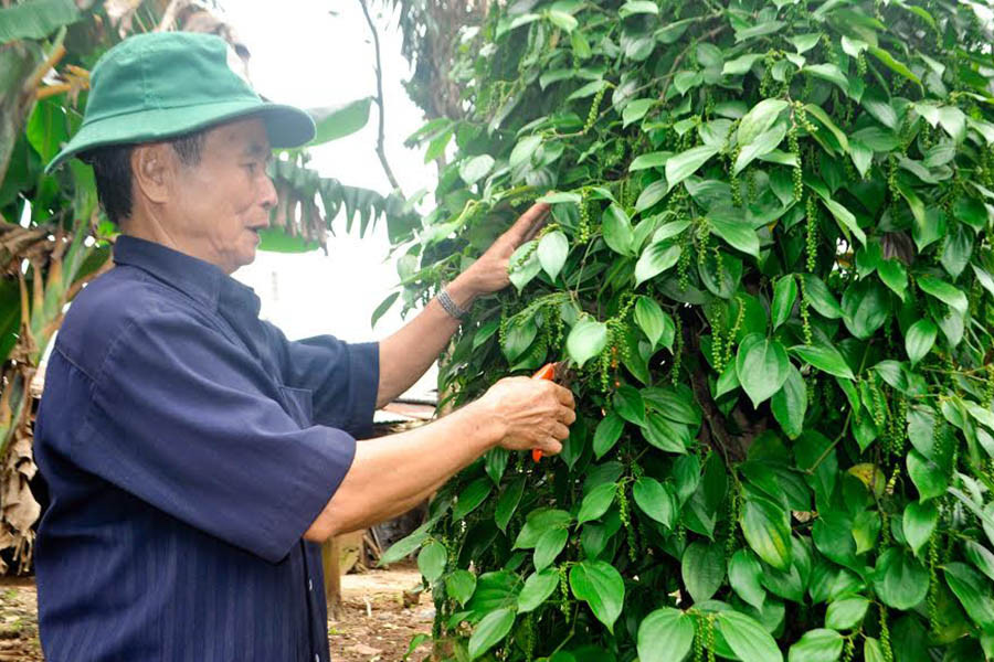  Nhiều nông dân trên địa bàn đã biết áp dụng kỹ thuật mới vào chăm sóc cây trồng để đạt năng suất cao. Ảnh: H.T