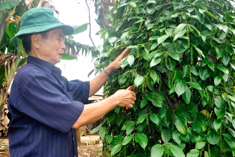  Nhiều nông dân trên địa bàn đã biết áp dụng kỹ thuật mới vào chăm sóc cây trồng để đạt năng suất cao. Ảnh: H.T