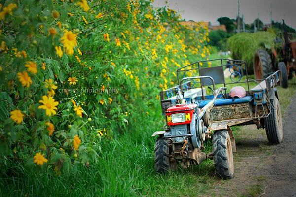 Hoa dã quỳ phủ kín lối đi. Ảnh: Cruise Hoa dã quỳ phủ kín lối đi. Ảnh: Cruise