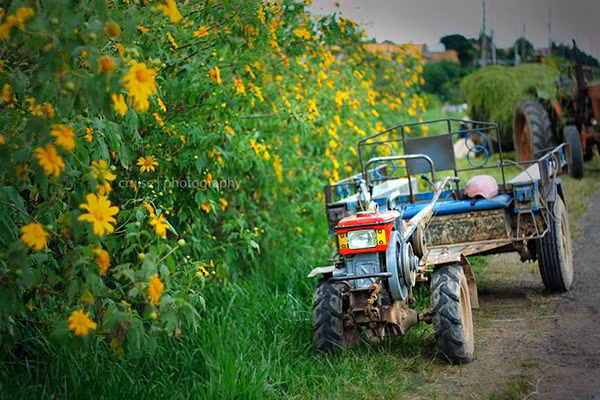 Hoa dã quỳ phủ kín lối đi. Ảnh: Cruise