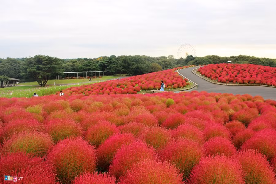 Vòng xoay mặt trời bị lu mờ trước vẻ đẹp của hoa.