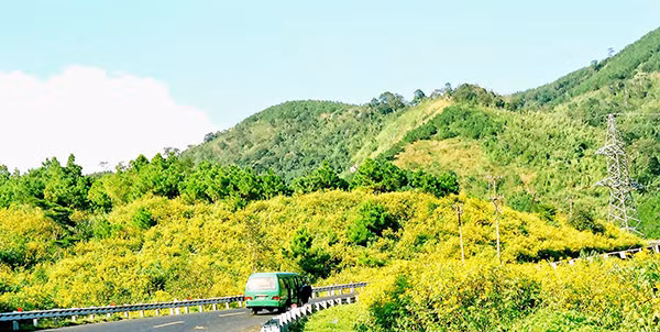 Chiêm ngưỡng mùa dã quỳ vàng rực trên cao nguyên Mộc Châu. Ảnh: Internet