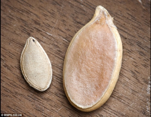 Công ty hạt giống nước Anh - Thompson and Morgan đã bỏ ra 170 bảng (gần 5 triệu đồng) để mua một hạt giống bí ngô khổng lồ từ người làm vườn Mỹ Ron Wallace.