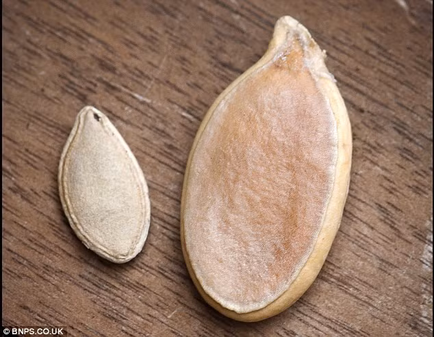 Công ty hạt giống nước Anh - Thompson and Morgan đã bỏ ra 170 bảng (gần 5 triệu đồng) để mua một hạt giống bí ngô khổng lồ từ người làm vườn Mỹ Ron Wallace.