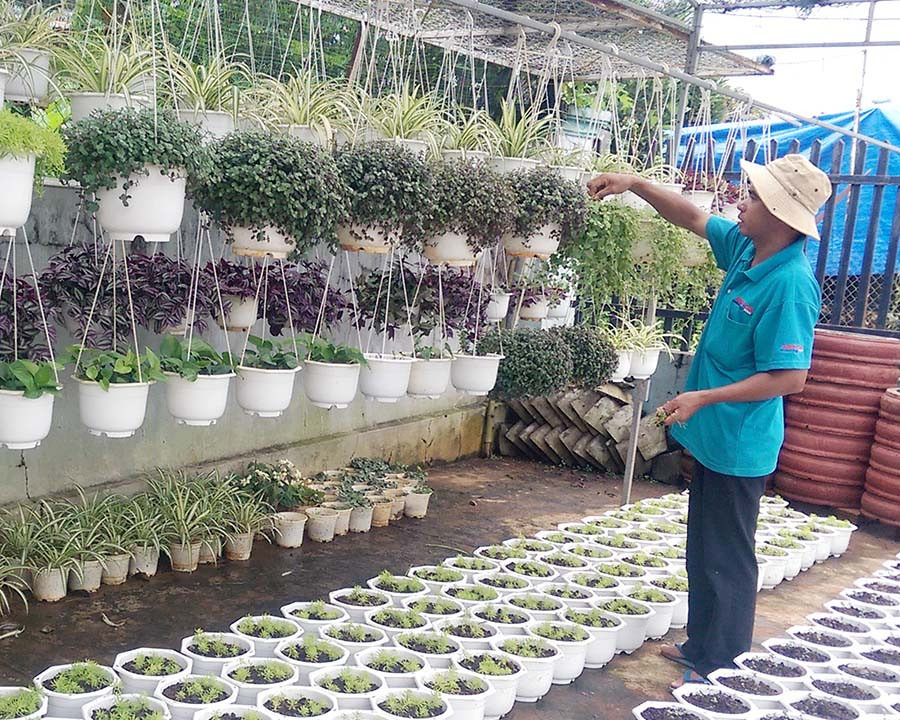 Người dân TP. Pleiku tất bật chuẩn bị vụ hoa Tết. Ảnh: D.Q  Người dân TP. Pleiku tất bật chuẩn bị vụ hoa Tết. Ảnh: D.Q